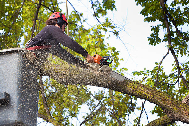 Best Tree Preservation Services  in Fairland, OK