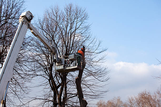 Best Tree Cabling and Bracing  in Fairland, OK